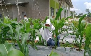 Pemuda Ini Kritisi Program Ridwan Kamil Soal 5000 Petani Muda: Outputnya Jelas?