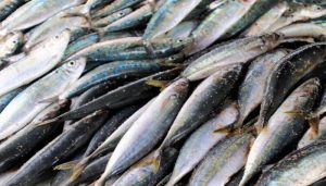 Harga Ikan di Cimahi Naik karena Ini, Diprediksi Terus Terjadi Sampai Tahun Depan