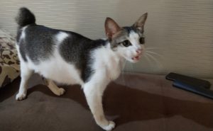 Tanda-tanda Kucing Mau Mati, Kenali Segera Sebelum Terlambat!