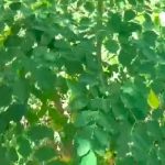 Manfaat daun kelor