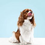 Membuat anjing merasa dicintai