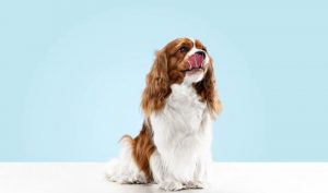 Yuk Simak! Tiga Cara Membuat Anjing Merasa Dicintai Oleh Pemiliknya