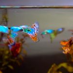 Ikan guppy
