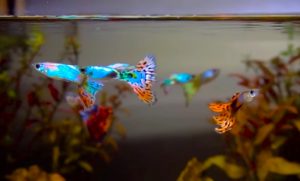 Ragam Jenis Makanan Ikan Guppy Untuk Pertumbuhan Optimal