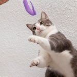 Kucing bermain