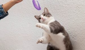 Begini Cara Membedakan Kucing Jantan dan Betina, Yuk Simak!