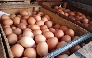 Di Kota Bandung, Harga Telur Terus Alami Kenaikan Jelang Tahun Baru