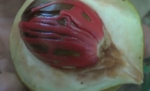 Ini Dia Manfaat Buah Pala Bagi Kesehatan Tubuh Menurut dr. Saddam Ismail