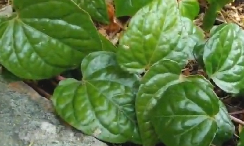 manfaat daun sirih bagi kecantikan