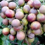 manfaat buah matoa