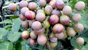 Mengenal Manfaat Buah Matoa Bagi Kecantikan dan Kesehatan Tubuh