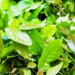 manfaat daun tangkil
