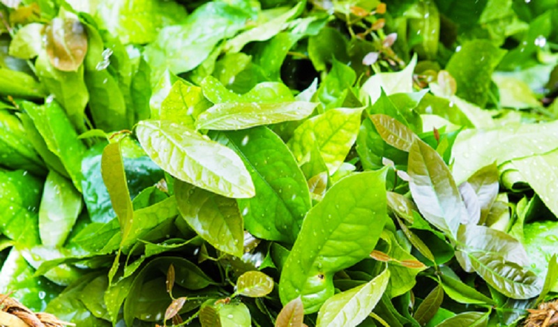 manfaat daun tangkil