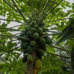 Bahan alami menghilangkan flek hitam di wajah