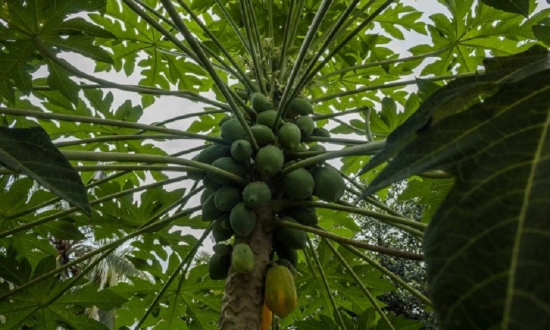 Bahan alami menghilangkan flek hitam di wajah