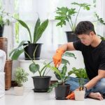 membersihkan tanaman hias di dalam rumah