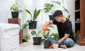 Begini Cara Membersihkan Tanaman di Dalam Rumah, Salah Satunya Menggunakan Kulit Pisang