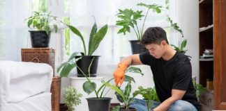 membersihkan tanaman hias di dalam rumah