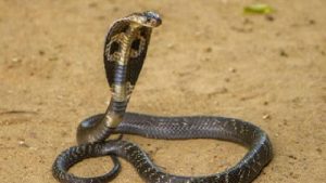 Teror Pegawai Distributor Bangunan Sukabumi, Sepasang Ular Cobra Diamankan Petugas