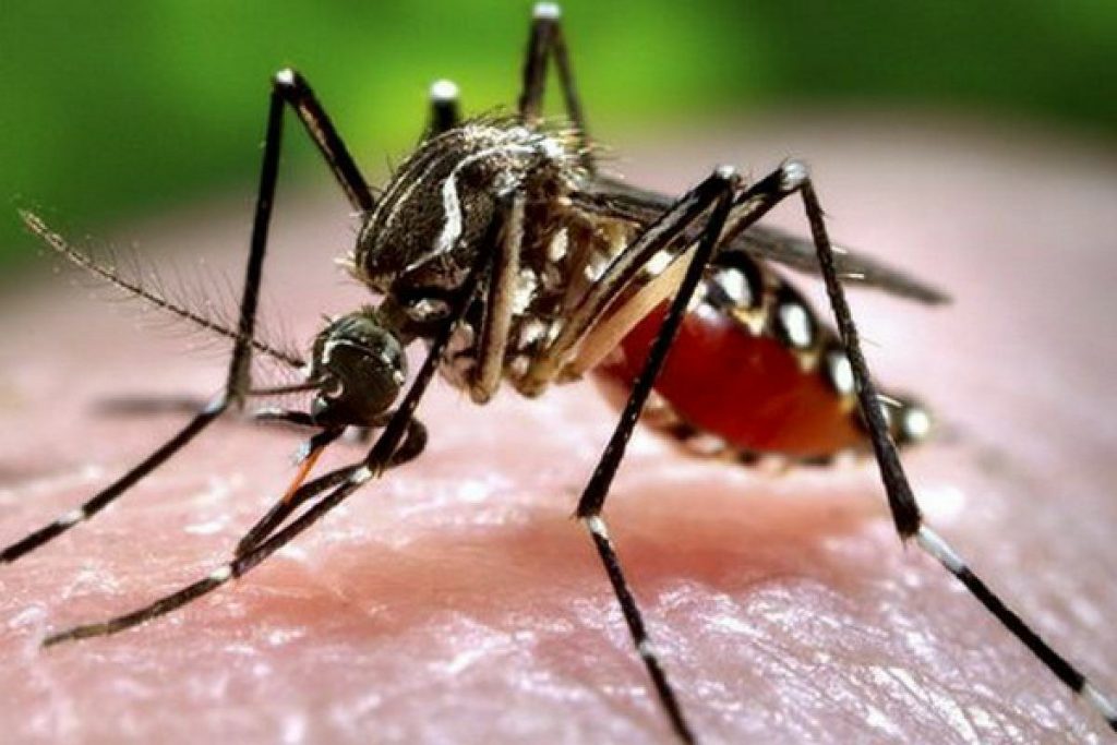 Masih Penasaran Bagaimana Cara Nyamuk Wolbachia Atasi Kasus DBD? Baca Penjelasan Peneliti Disini