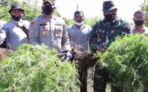 Polisi Temukan Dua Ladang Pohon Ganja di Karo, Disini Lokasinya