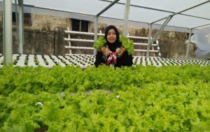 Mengenal Hidroponik di Kabupaten Purwakarta, Ini Tips Penanamannya