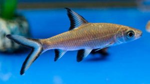 Terancam Punah dan Punya Harga Jual Tinggi, Ikan Hias Ini Akan Dibudidayakan Pemkot Depok