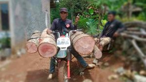 Cerita Tukang Ojek Palang di Pangandaran, Sekali Jalan Bawa 6-10 Kayu Gelondongan