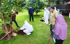 Orangutan Periharaan Bupati Langkat Disita BBKSDA Sumatera Utara