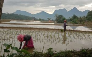 Tanggul Jebol Tak Kunjung Diperbaiki, Ratusan Hektar Sawah di Pangandaran Terendam Banjir