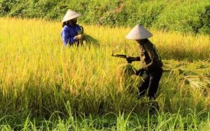 Hampir Enam Musim Petani di Sumedang Gagal Panen, Gara-gara Proyek Tol Cisumdawu?