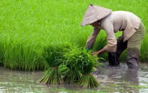Minat Anak Muda Jadi Petani Minim, DPRD Jabar Ungkap Keuntungan Bekerja di Sektor Pertanian