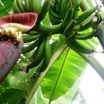 manfaat jantung pisang