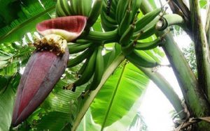 Ajaib! Manfaat Jantung Pisang Ternyata Bisa Mengatasi Masalah Ini