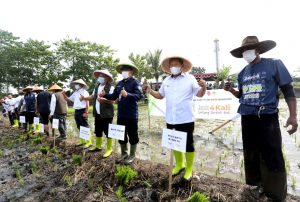 Terapkan IP 400, Produksi Padi  Kota Bandung Bisa 4 Kali Panen Setahun