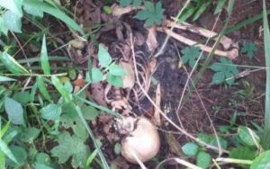 Ini Sosok Kerangka Manusia yang Ditemukan di Bekas Tambang Galian C Tasikmalaya, Ternyata…