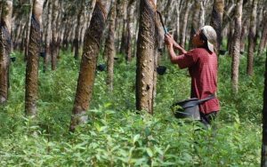 Masyarakat Sekitar Hutan Tak Sejahtera, Walhi Jabar: Ini Pemberdayaan atau Perbudakan?