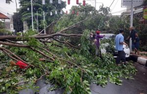Hujan Disertai Angin Kencang, satu Pohon Tumbang