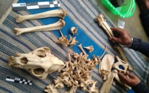Penguasa Gunung Sawal Ciamis Ditemukan Tinggal Tulang Belulang, Mati Dimakan Usia?