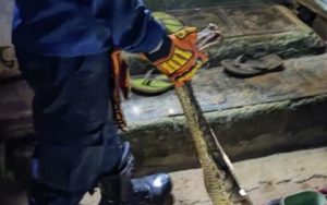Teror Pemungkuman Warga, Dinas Pemadam Kebakaran Kabupaten Purwakarta Evakuasi Empat Ular