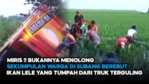 Video: Miris! Bukannya Menolong Warga Subang Berebut Ikan Lele yang Tumpah dari Teruk Terguling