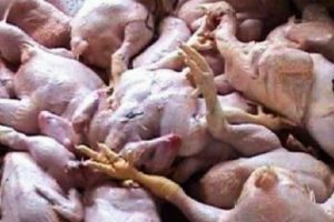 Peternakan di Garut Pakai Bangkai Ayam Buat Pakan Lele, Warga di Dua RT Geram