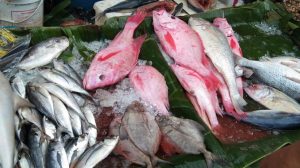 Harga Ikan Air Tawar di Tasikmalaya Naik, Pedagang Sebut Sering Terjadi Jelang Ramadan