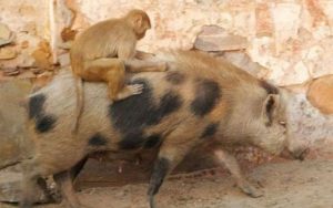 Walah! Babi Hutan dan Monyet Liar Serang Perkebunan Warga di Kawali Ciamis