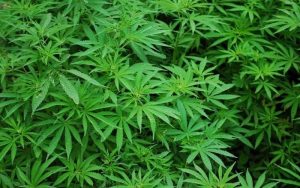 Warga Temukan Ladang Ganja di Gunung Karuhun