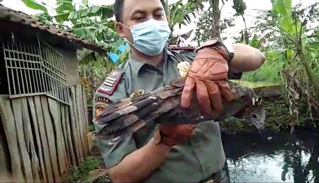Kondisi Lemah, Burung Sikep Madu Terbang Dari Serbia Terdampar Di Kuningan