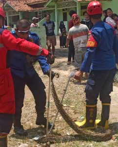 Ular Sanca Sepanjang 3 Meter Muncul di Pemukiman Warga Purwakarta