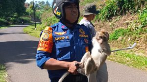 Bikin Resah Hingga Serang 3 Siswa SMPN Bojong, Monyet Liar Dievakusi Petugas Damkar Purwakarta
