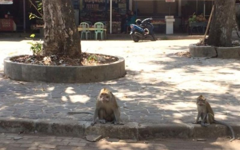 Kawanan Monyet di Cipaku Ciamis Serbu Palawija, Petani Gagal Panen