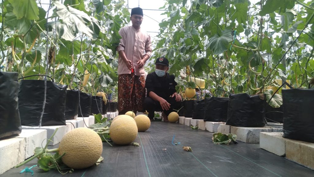 Bentuk Kemandirian Pesantren, Ponpes Hidayatul Mubtadi-ien Purwakarta Sukses Budidaya Melon Inthanon
